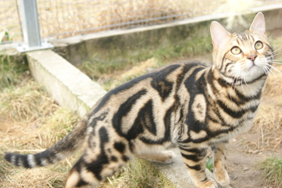 chat bengal marble